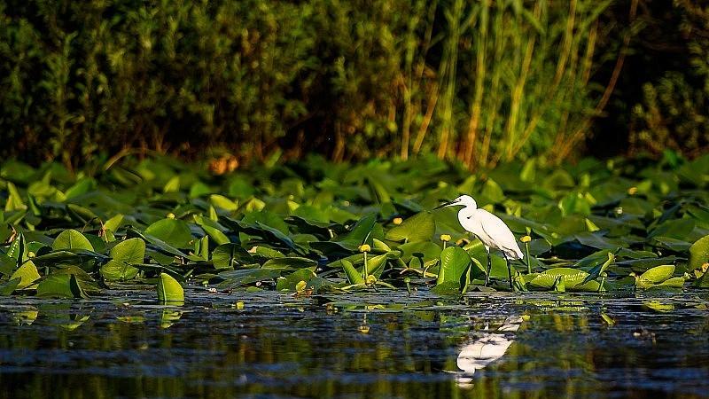 “零战总统”为何越打越多