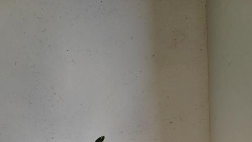 液态莱姆石选择指南：墙材的性能标准与应用实践