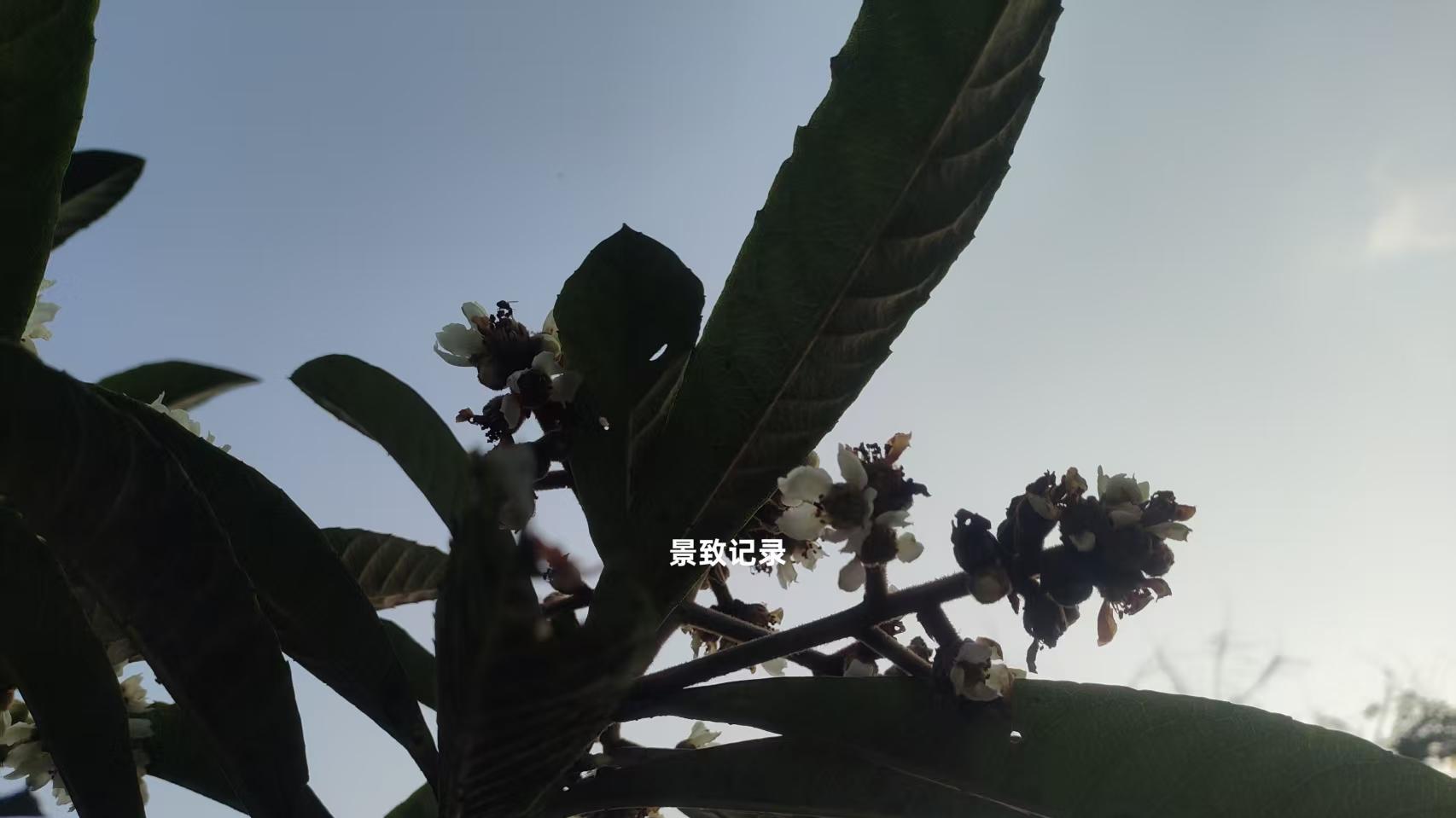 景致记录：狄更斯眼中美国辛辛那提禁酒大会，彩旗飘扬，气氛热烈