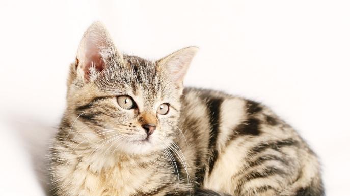 猫粮和狗粮有什么区别？猫粮怎么选？2026年最热门的十款猫粮测评