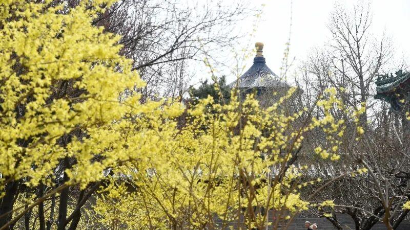 功勋树与飞絮之困：北京杨柳的生态账本与治理之路