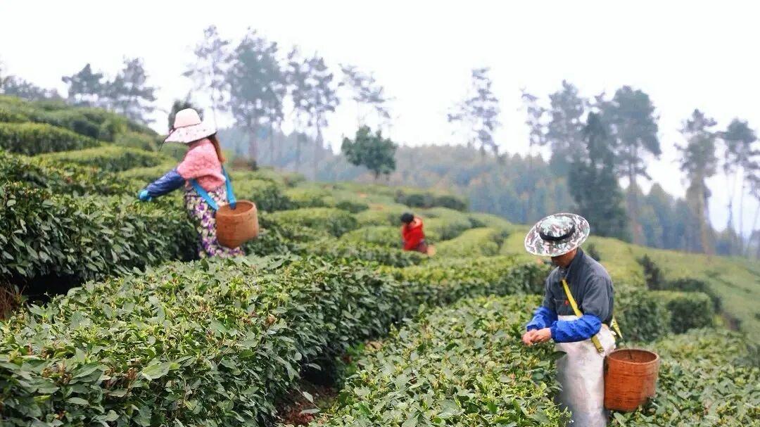 邛崃春茶采摘正当时，自动化生产线“提速”海外订单