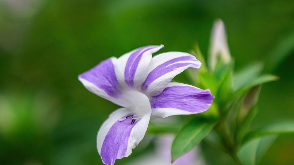 帝王的爱情，又有几个能持久，昙花一现罢了