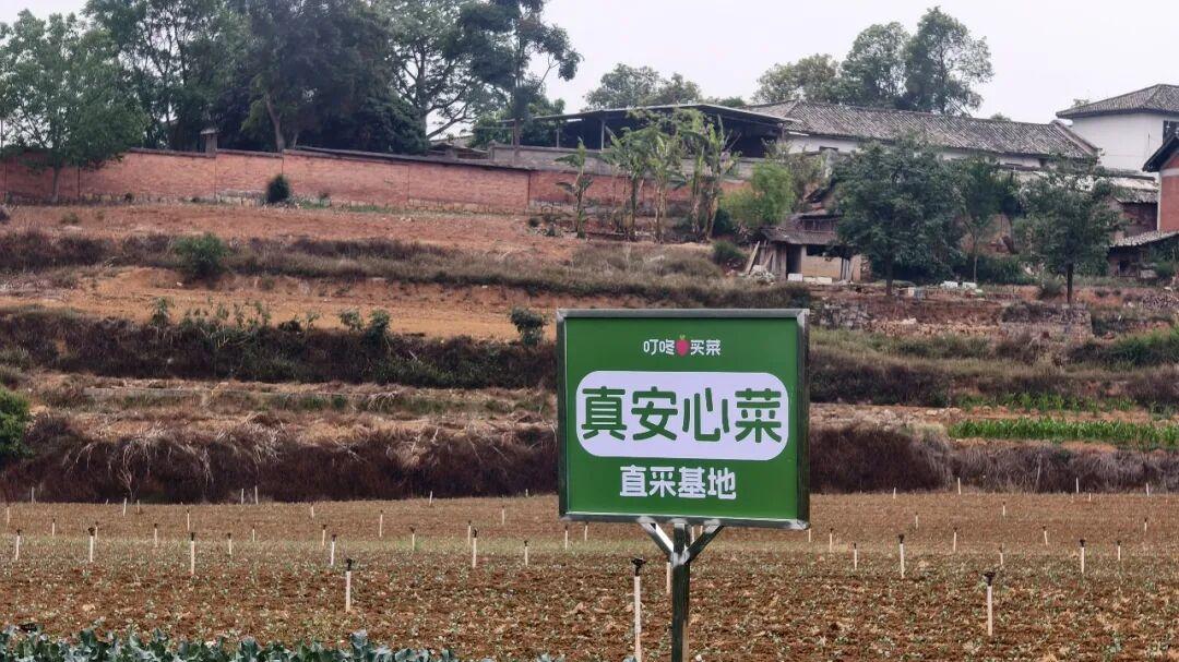 与豇豆和韭菜较劲的叮咚买菜