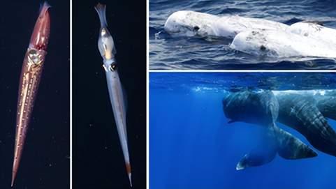 一场发生在深海的进化“军备竞赛”，已经持续千万年，彻底改变了章鱼和鱿鱼