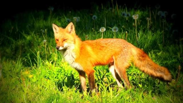 如果我是一只雪狐