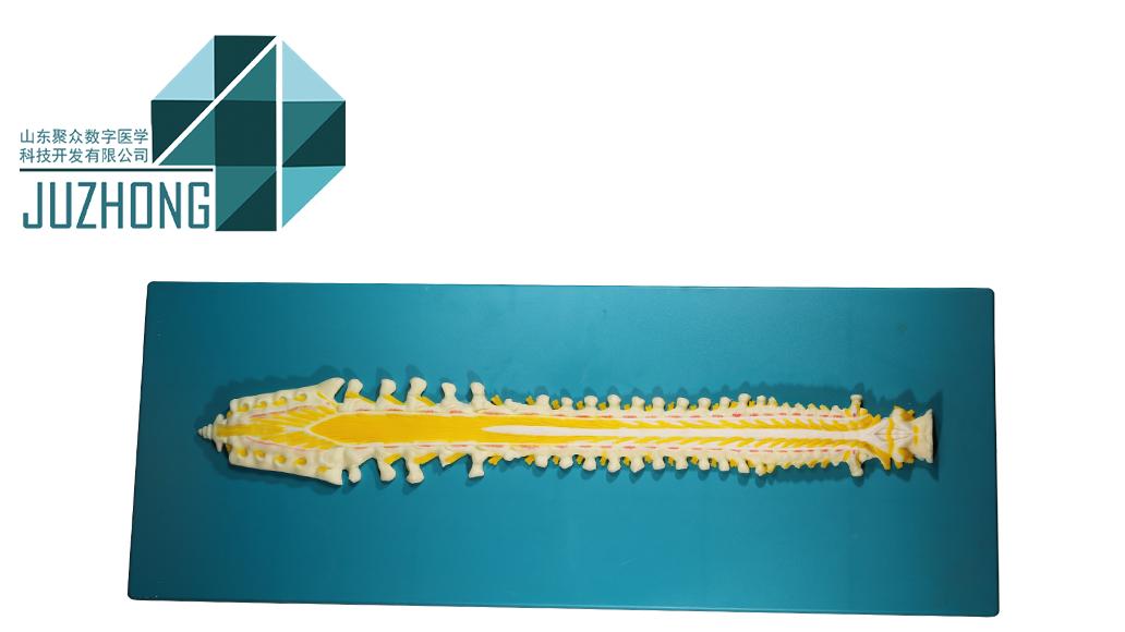 医学生救星✨脊髓解剖模型，告别背书记混的痛苦！