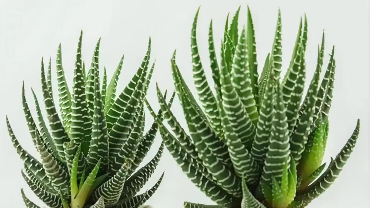 多肉全面养护指南—条纹十二卷