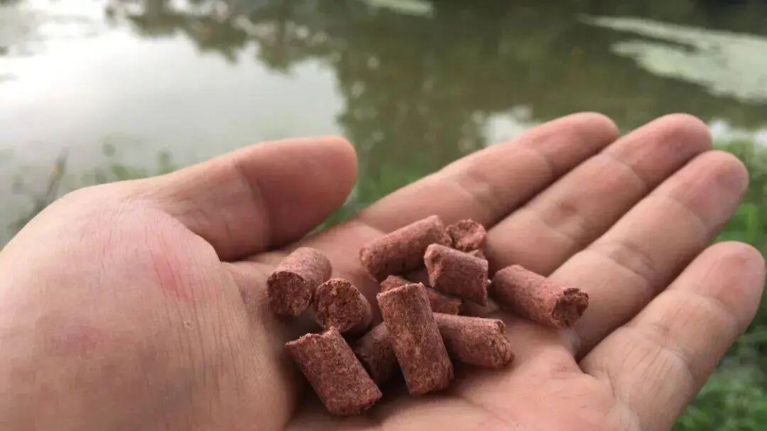 一个窝子到底能管多久？野钓高手：爆护的关键，在于做好这两点