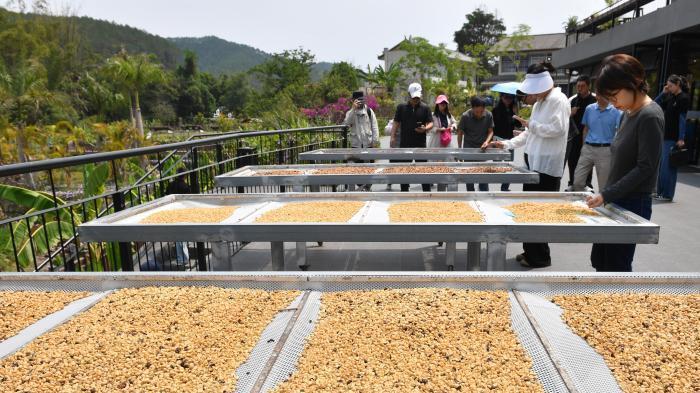 云南普洱邀游客旅居感受“左手咖啡右手茶”魅力