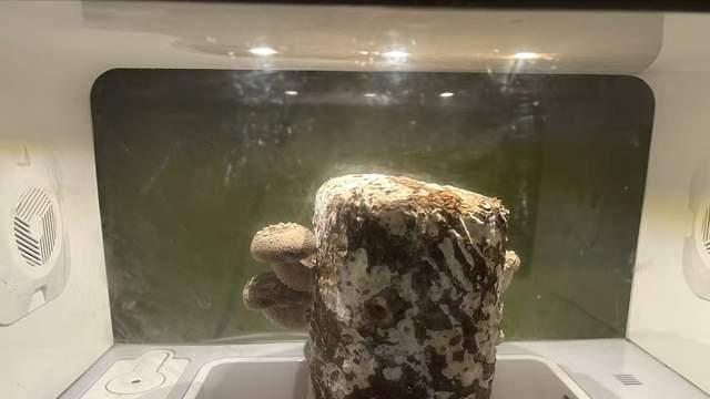 超级菇菇生态箱，满足你温室里长香菇的梦