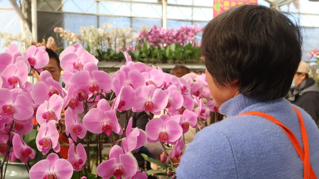 “花”样迎新春，“顶流”蝴蝶兰做了新造型