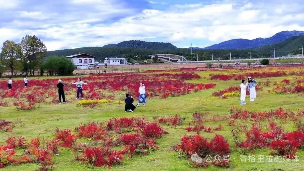 寻美香格里拉 ｜ 从桃花到狼毒，看香格里拉的“花”式振兴