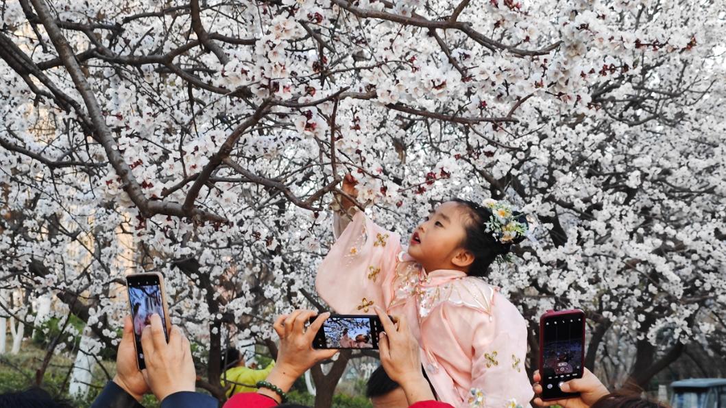 收藏！菏泽赏花地图全新版！一城繁花，四季皆景