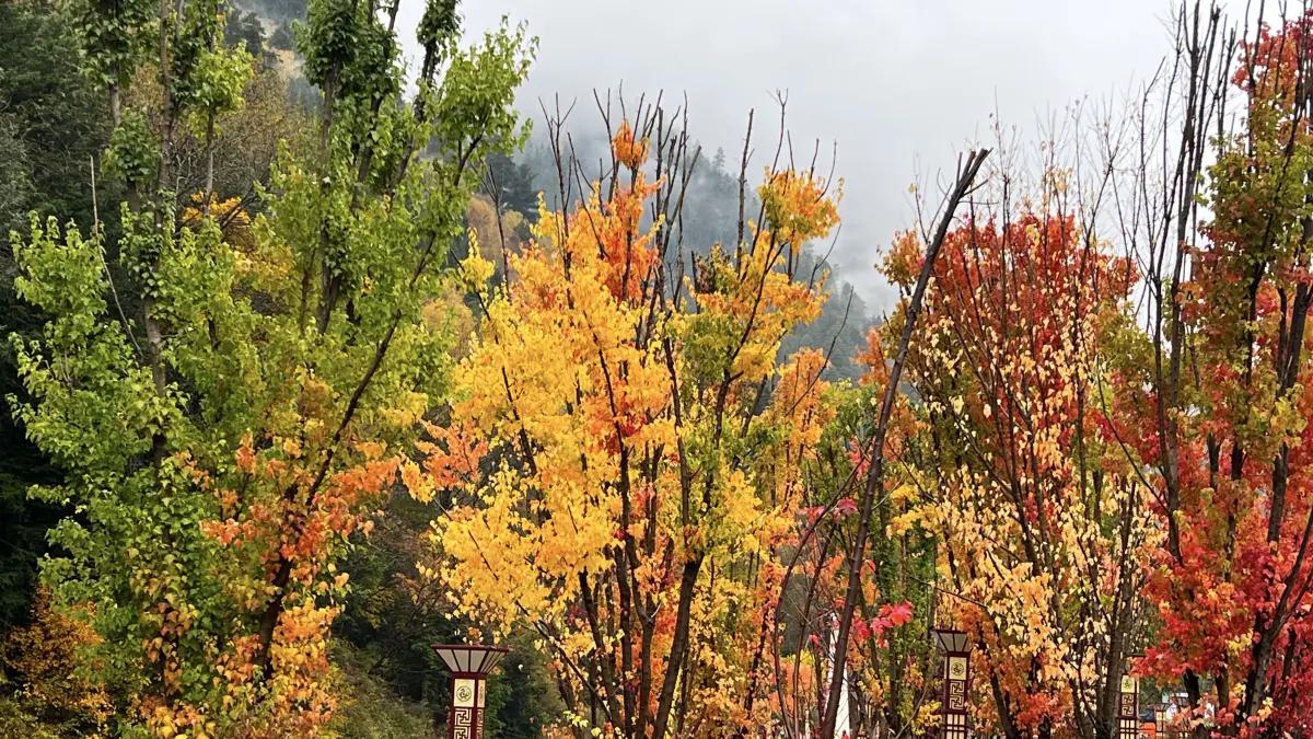 2023金秋，不够“完美”的川西之旅简述(米亚罗)