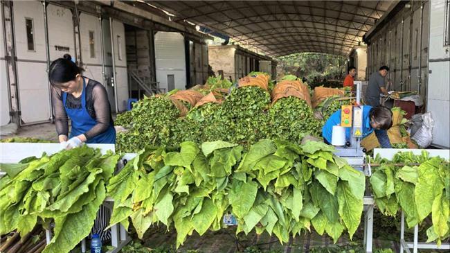 湖南宜章：“铁牛”展身手 奏响田间“机耕曲”