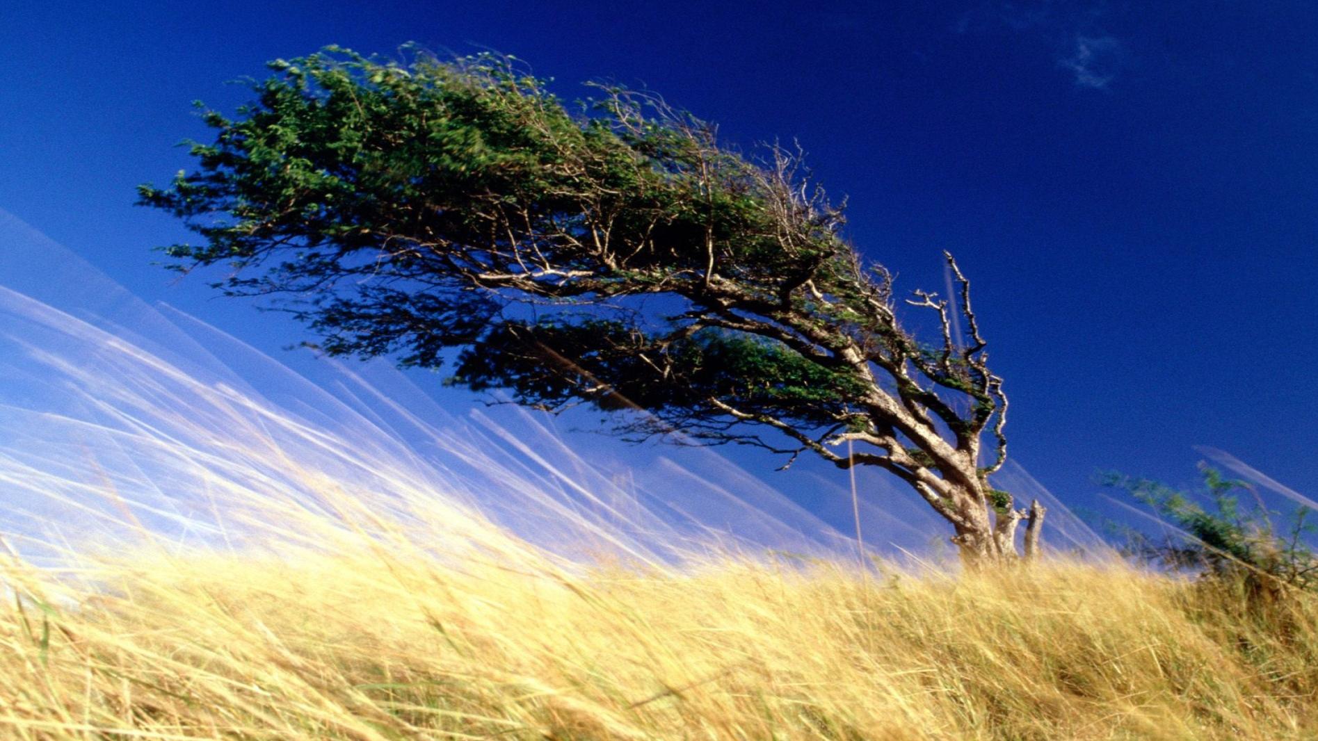 一望无际的草原，几乎见不到树，是什么压制了树的生长？