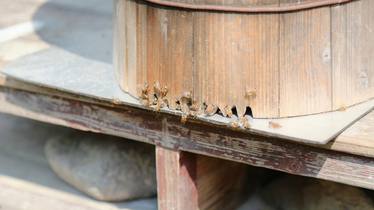 取蜜"后遗症"：情绪低落、哺育不足、盗蜂入侵，第一步稳住补实力