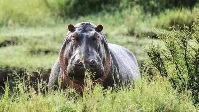 如果我是一头河马