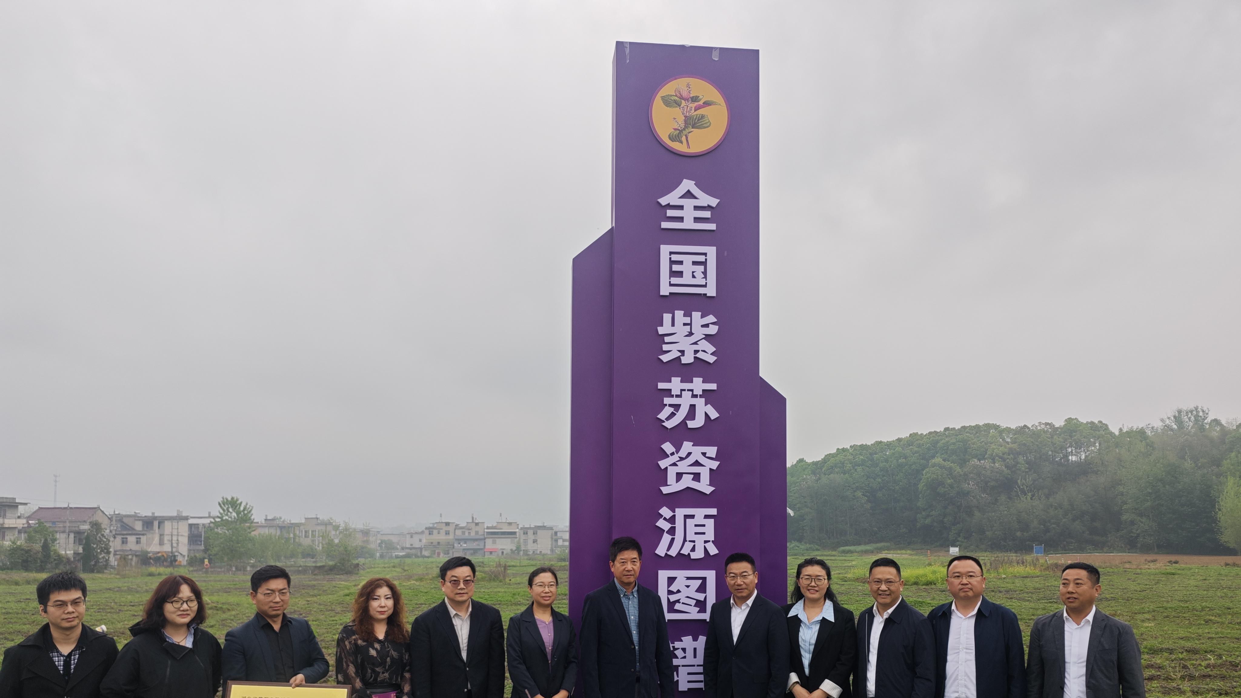 全国紫苏资源图谱建设示范基地正式落户阳新 阳新紫苏全产业链再提速