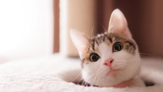 猫罐头哪个好？2026年315认证的十大最好吃的主食猫罐头测评！