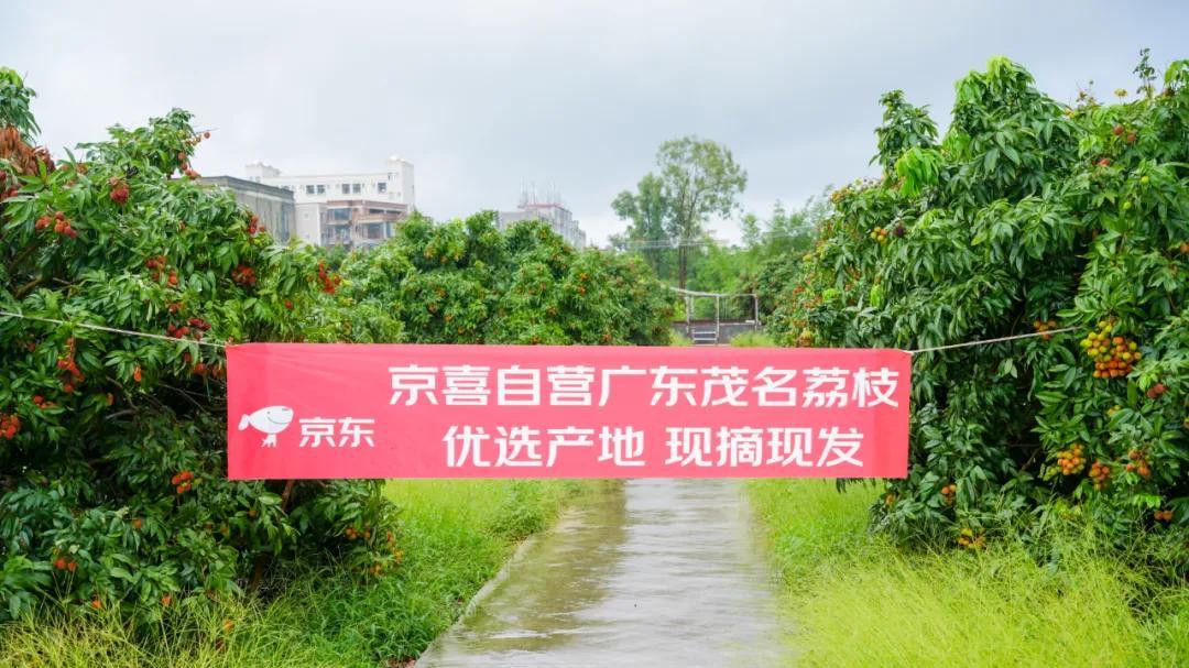京东深入原产地，只为让你吃上“活荔枝”！