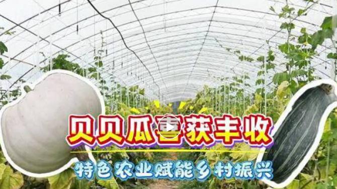 涿州首家试种！新品种贝贝瓜喜获丰收...