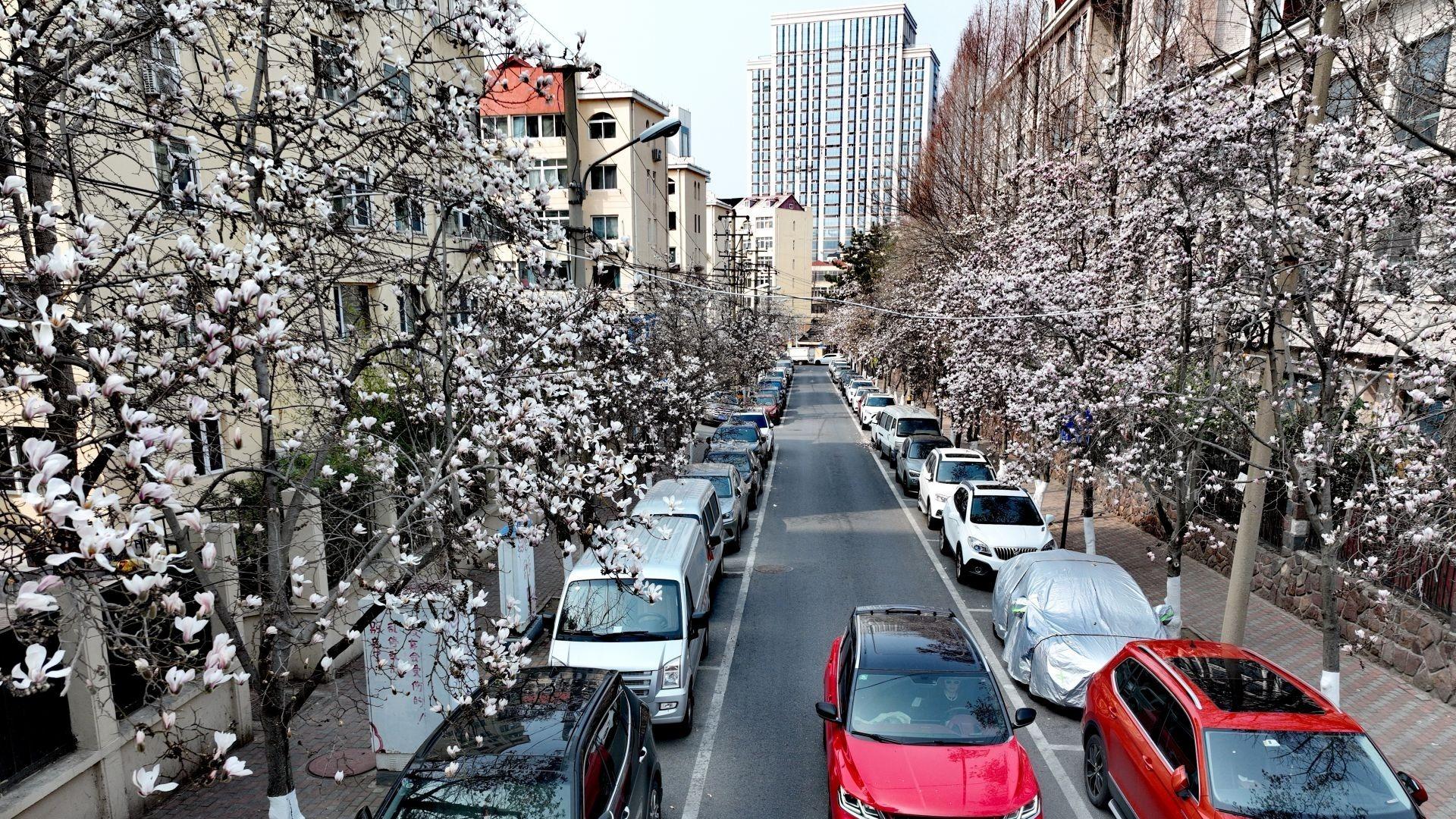 青岛这里玉兰花开，满树玲珑邀市民共赏春