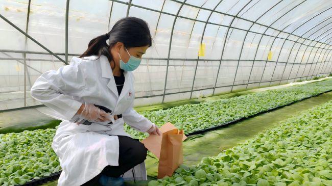 河南襄城：初夏移栽趁晴光 深耕沃土绘新章