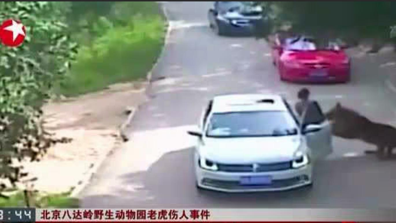 十年过去，那个“虎口下车”的女子，现状如何？