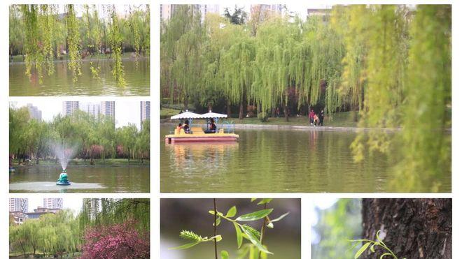 陇东的春，从平凉的柳芽开始