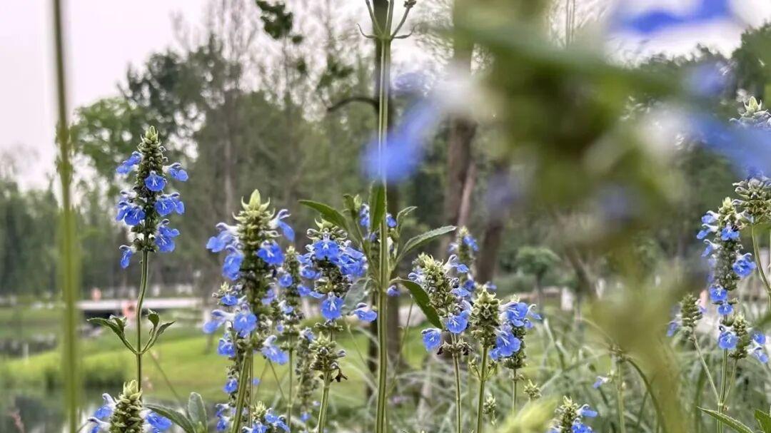 隆德园 | 雨水，天街小雨润如酥，草色遥看近却无。