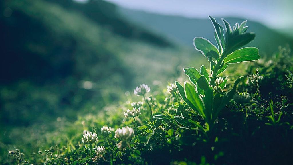 年味没变淡，是你的感知器官升级了
