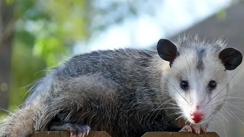 澳洲野马成灾需管控，中国野马为何受重点保护？差异背后是生态逻辑