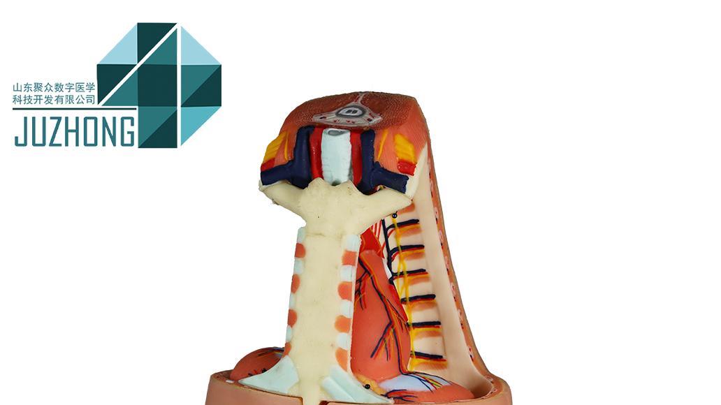 直观立体、知行合一：人体纵隔解剖模型在教学中的核心价值