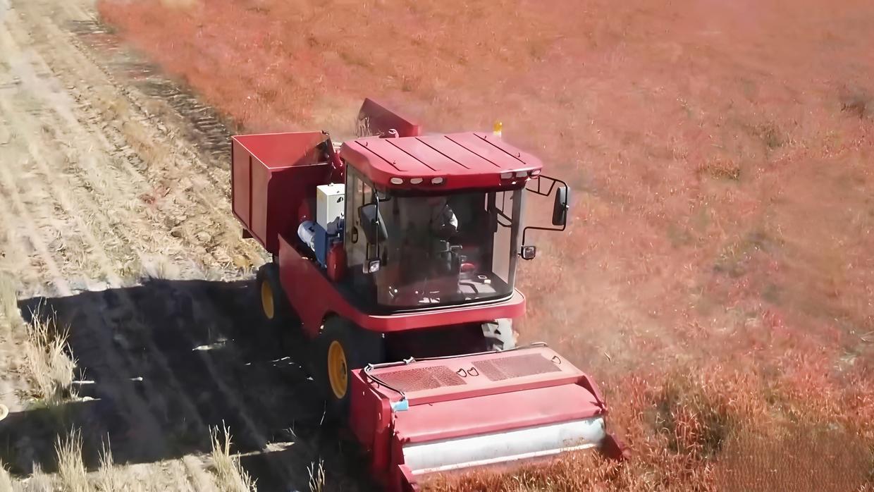 2022年，内蒙古一男子发明了一款辣椒收割机，工作效率是人工的5倍