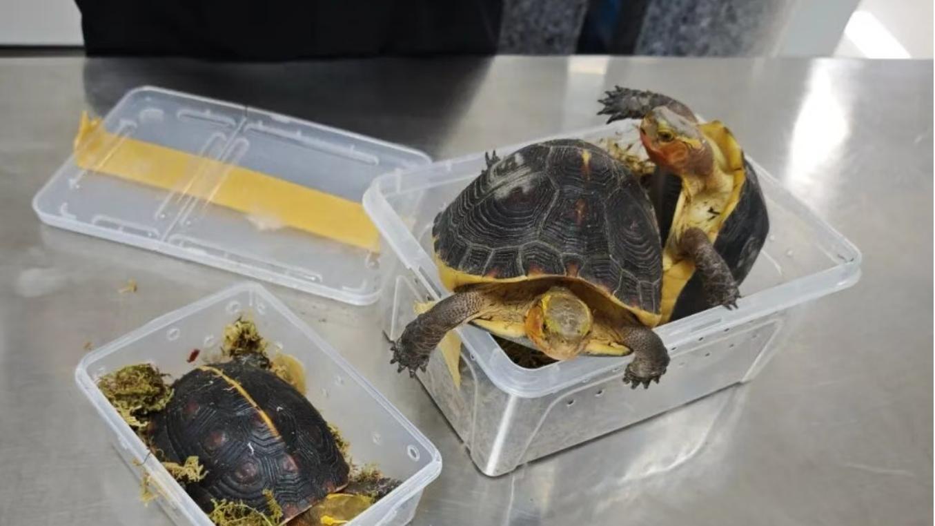 海关律师、走私辩护律师邵丹：查获走私濒危龟