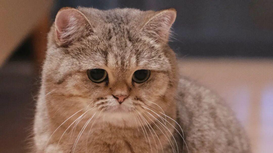 你了解猫咪的生活习性吗