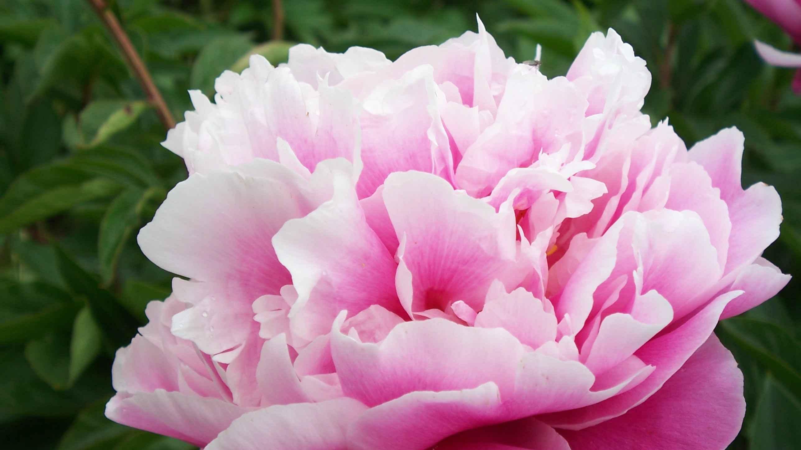 一花一世界，这朵花好看吗？