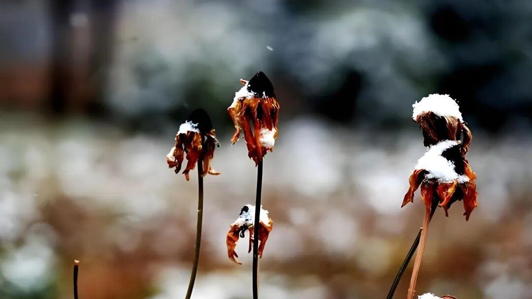 七律·春寒轻抚草木苏