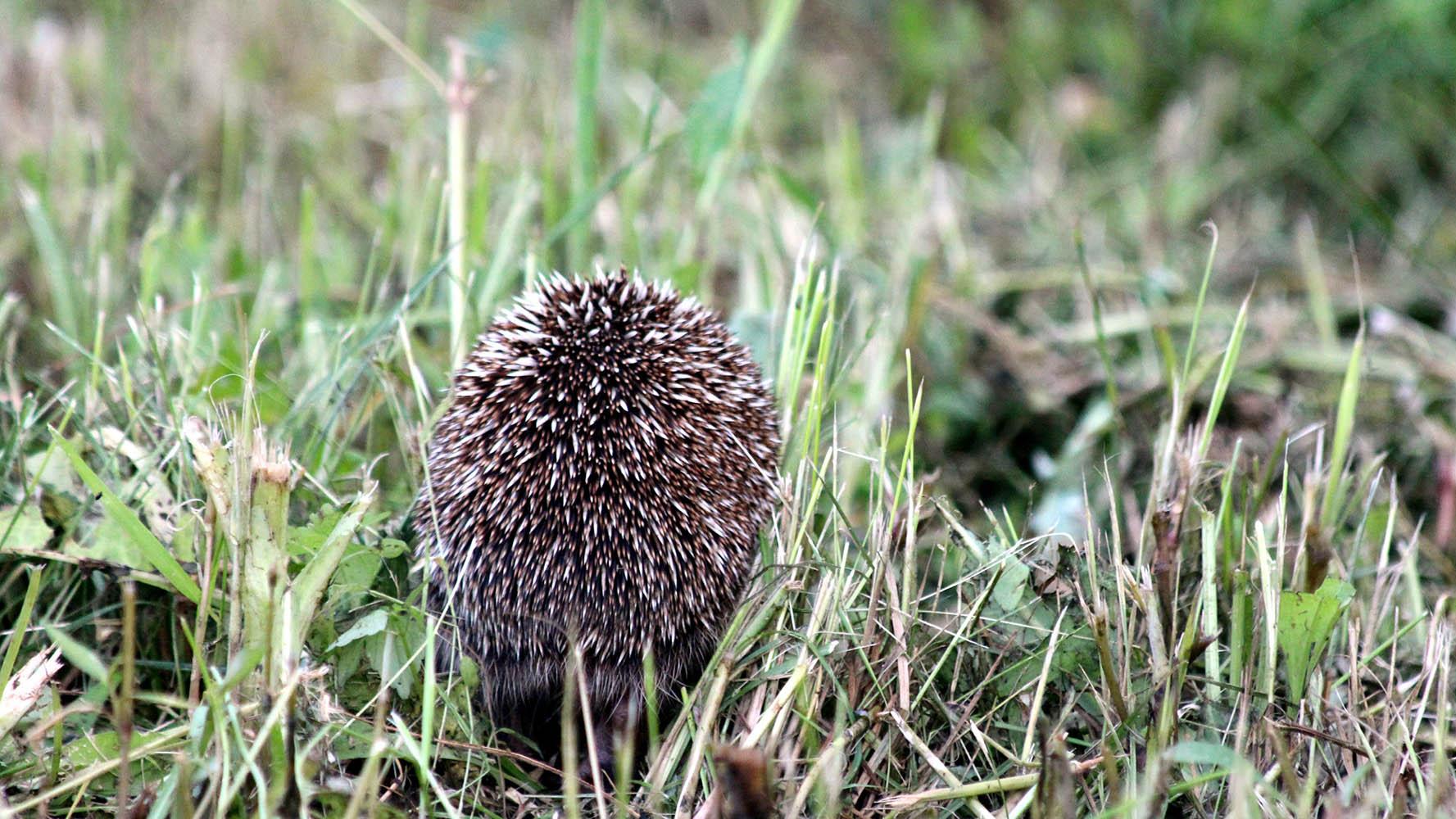 空腹叫“草爬子”，吸完血变“狗豆子”，为何感觉蜱虫越来越多？