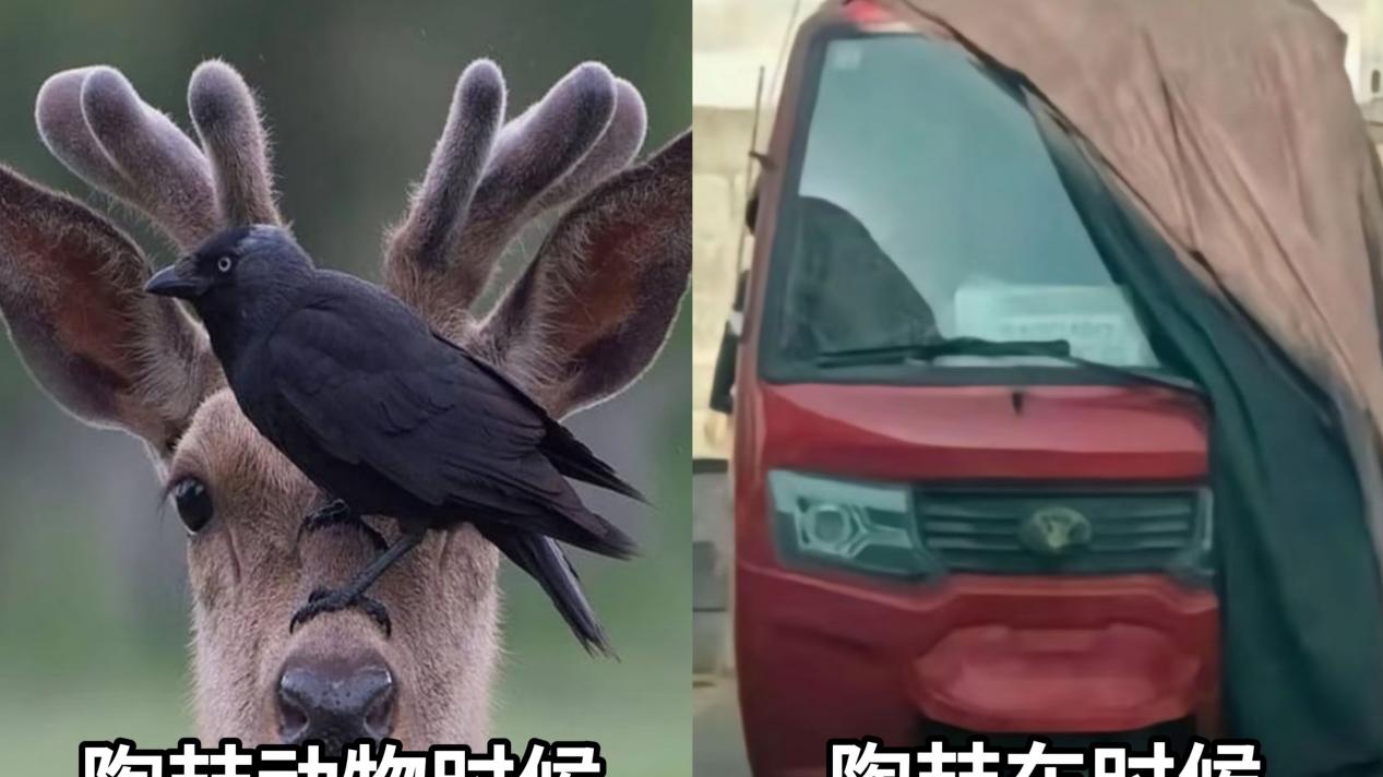 抽象即正义：瓦手春节破圈与陶喆营销的"神之一手"