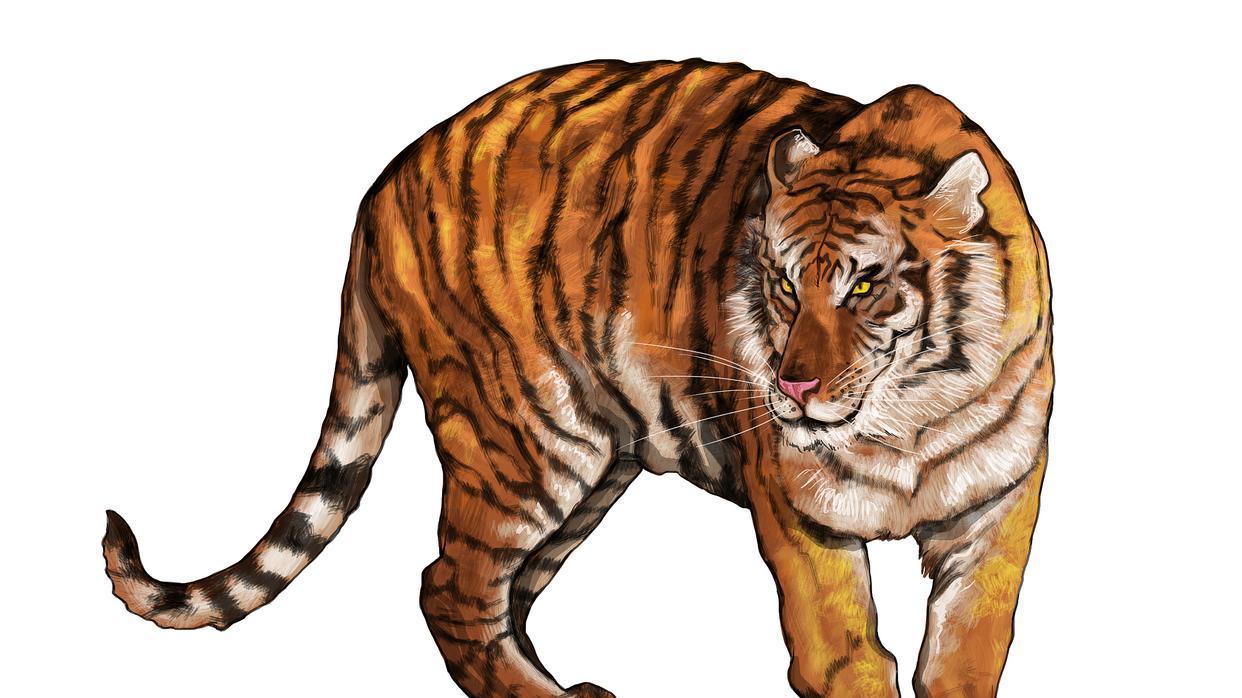 这三个生肖千万别养猫！