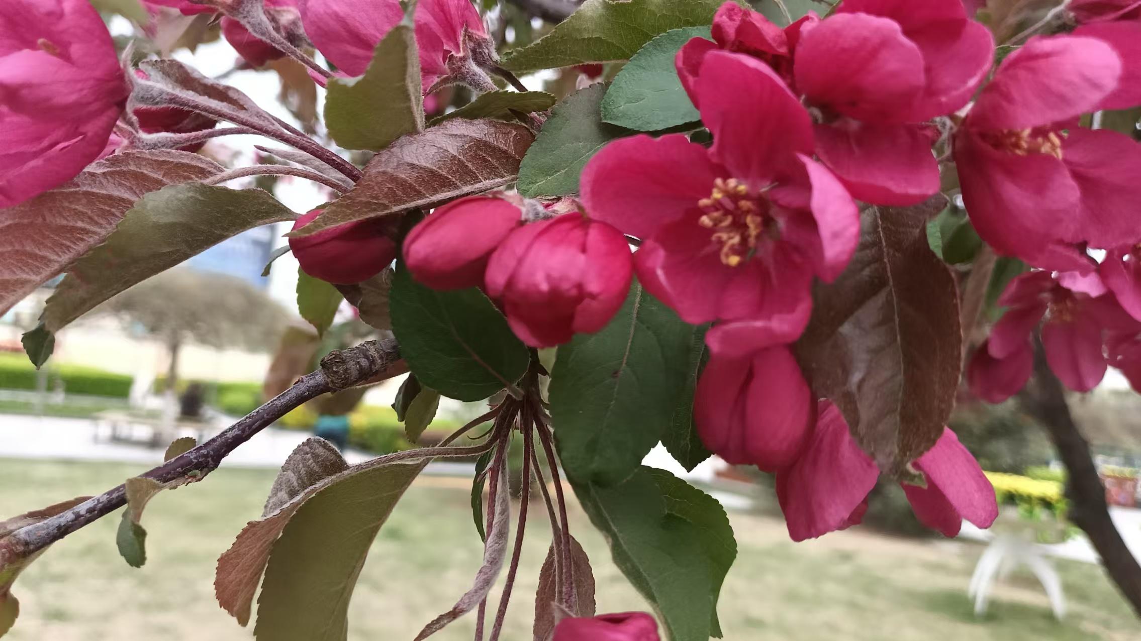 海棠花四宏愿心偈