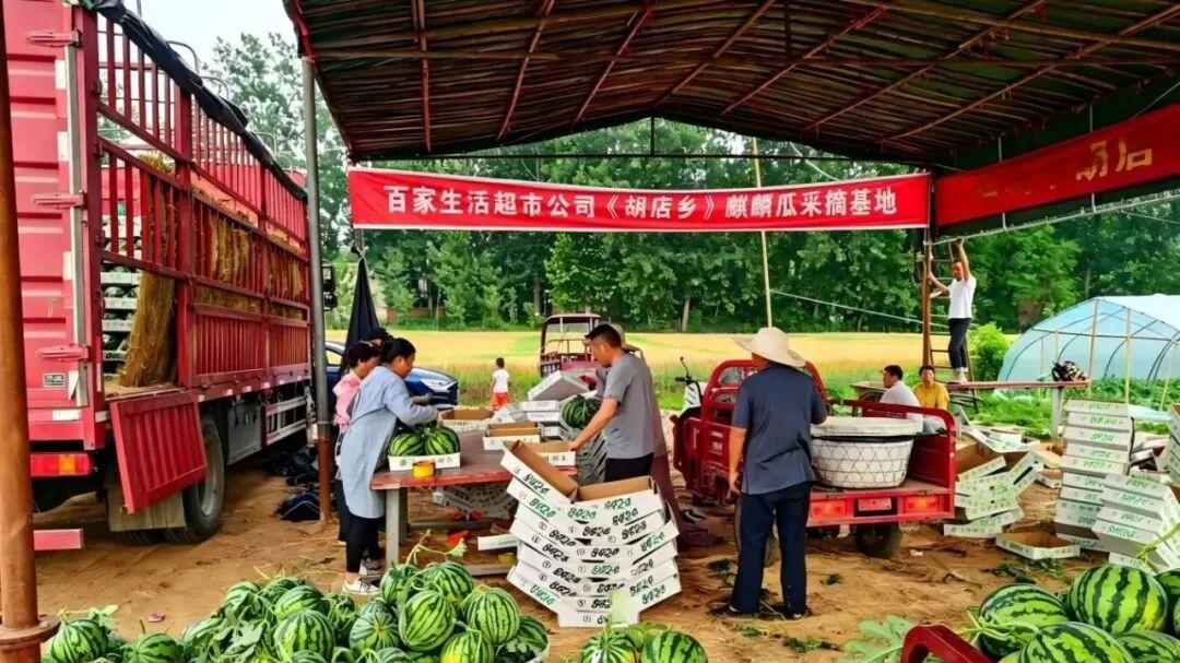 信阳市平桥区胡店乡：产业兴乡聚动能，增收富民促振兴