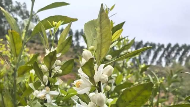 浦北：大红柑花绽放  绘就乡村振兴新画卷