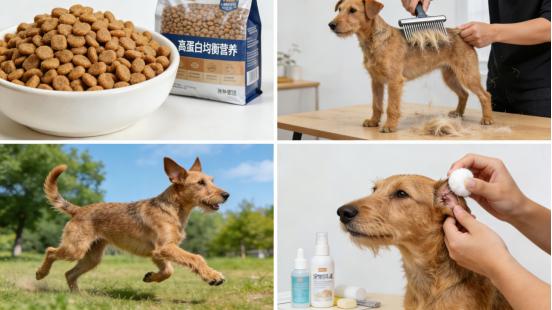 爱尔兰梗全解析：赤色皮毛下的忠诚斗士