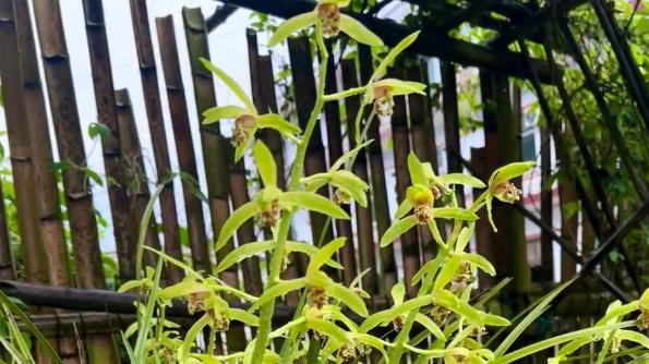 兰花界的“女汉子”！皮实抗造不娇气，一串花开十几朵，满屋飘香