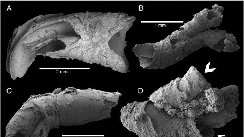 第一只长出骨骼的动物，改变了什么？