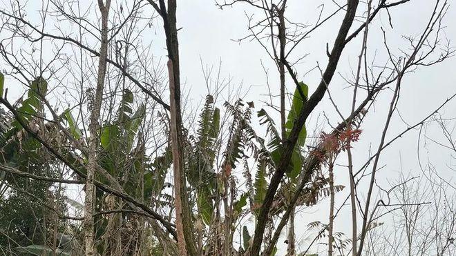 春日野菜：舌尖上的绿意与生机